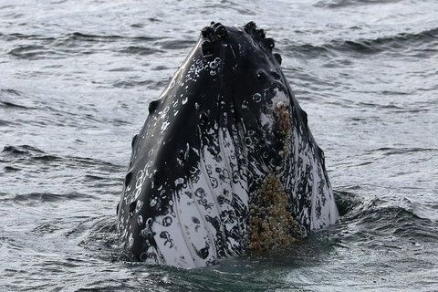Jervis Bay Whale Watching Tour - Accommodation Batemans Bay 7