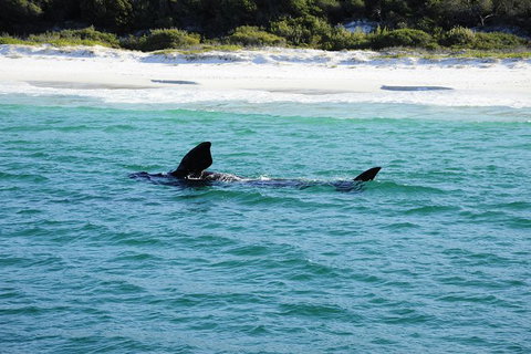 Jervis Bay Whale Watching Tour - Accommodation Batemans Bay 5