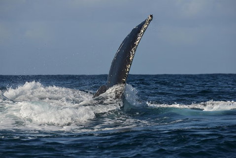 Jervis Bay Whale Watching Tour - Accommodation Batemans Bay 8
