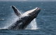 Jervis Bay Whale Watching Tour - thumb 10