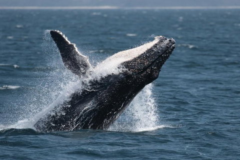 Jervis Bay Whale Watching Tour - Accommodation Batemans Bay 10