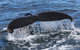 Jervis Bay Whale Watching Tour - thumb 6