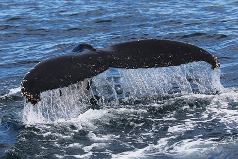 Jervis Bay Whale Watching Tour - Accommodation Batemans Bay 6