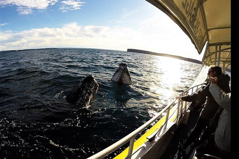 Jervis Bay Whale Watching Tour - Accommodation Batemans Bay 3