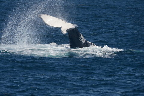 Jervis Bay Whale Watching Tour - Accommodation Batemans Bay 11