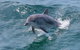 Jervis Bay Passage Tour - thumb 12