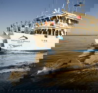 Jervis Bay Dolphin Watch Cruise - Accommodation Batemans Bay