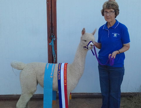 Marchmont Park Alpacas - Accommodation Batemans Bay 0