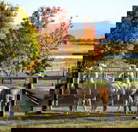 Blackwattle Alpaca Farm - Accommodation Batemans Bay
