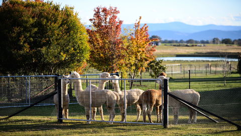 Blackwattle Alpaca Farm - Accommodation Batemans Bay 0