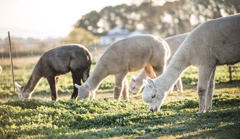 Blackwattle Alpaca Farm - Accommodation Batemans Bay 1