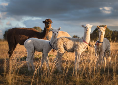 Blackwattle Alpaca Farm - Accommodation Batemans Bay 2