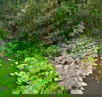 Brindle Creek Walking Track - Accommodation Batemans Bay