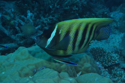 Frankland Islands Dive Site - Accommodation Batemans Bay 0