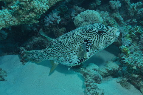 Frankland Islands Dive Site - Accommodation Batemans Bay 1