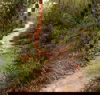 Great North walk - Brisbane Water National Park - Accommodation Batemans Bay