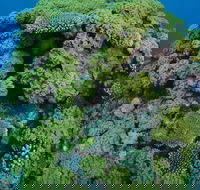 Keeper Reef Dive Site - Accommodation Batemans Bay