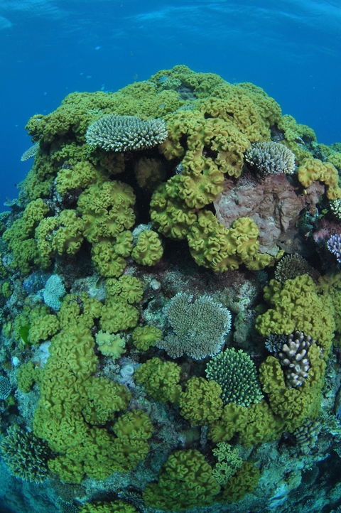 Keeper Reef Dive Site - Accommodation Batemans Bay 0