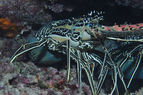 Keeper Reef Dive Site - Accommodation Batemans Bay 2