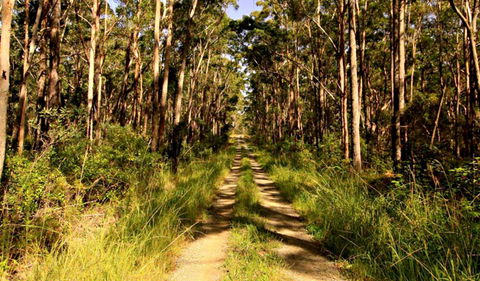 Mining Road Fire Trail, Old Gibber Road Rire Trail - Accommodation Batemans Bay 0