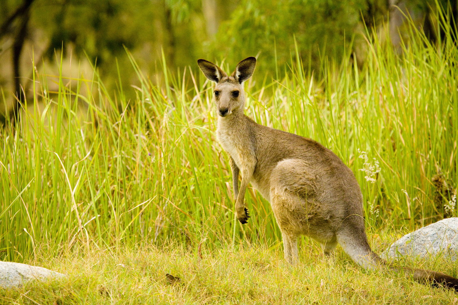 Perseverance QLD Accommodation Batemans Bay