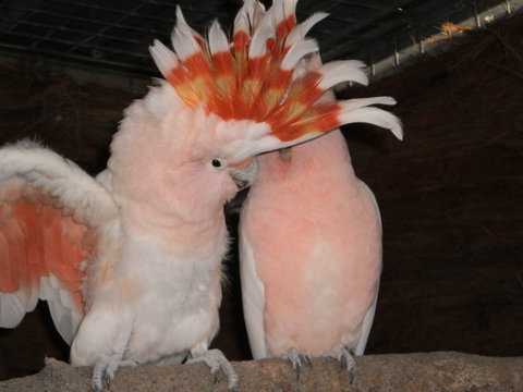 Birdland Animal Park - Accommodation Batemans Bay 1
