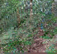 Blackbutt walking track - Accommodation Batemans Bay