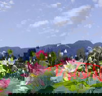 Blue Lotus Water Garden - Accommodation Batemans Bay