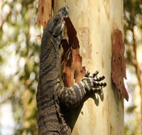 Blue Gum Hills Regional Park - Accommodation Batemans Bay