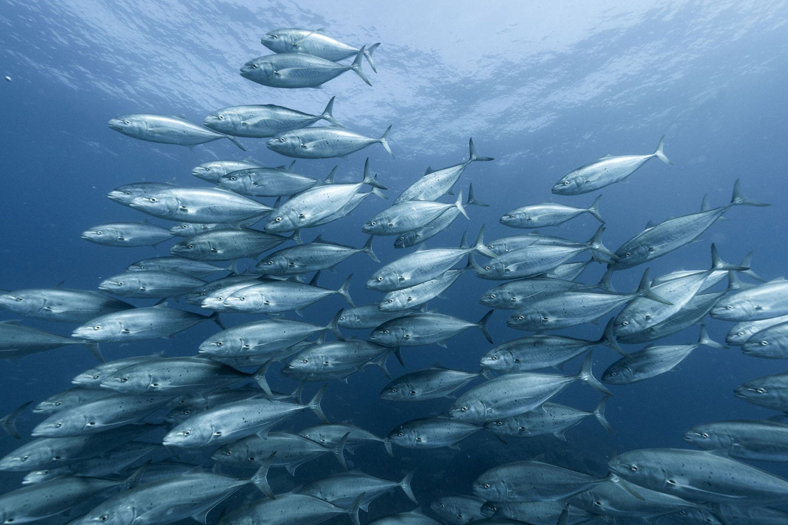 The Keppels QLD Accommodation Batemans Bay