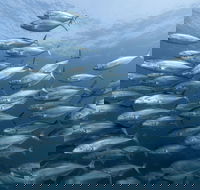 Egg Rock Dive Site - Accommodation Batemans Bay