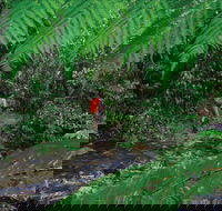 Goldsborough Valley Wooroonooran National Park - Accommodation Batemans Bay