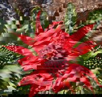 Inverawe Native Gardens - Accommodation Batemans Bay