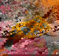 Magic Mountain Dive Site - Accommodation Batemans Bay