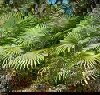 Mungo Rainforest Walk - Accommodation Batemans Bay
