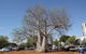 Old Boab Tree In Cavenagh Street - thumb 0