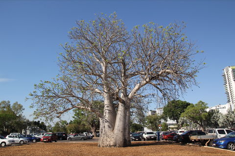 Old Boab Tree In Cavenagh Street - Accommodation Batemans Bay 0
