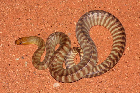 Red Desert Reptiles - Accommodation Batemans Bay 0