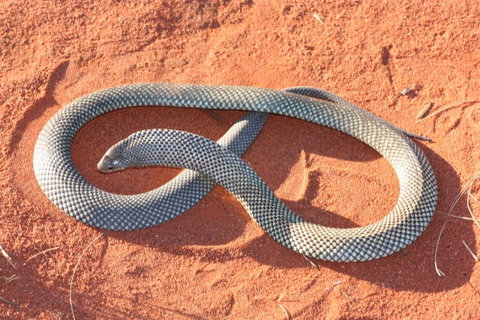 Red Desert Reptiles - Accommodation Batemans Bay 1