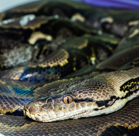 Serpentarium Wildlife Park Tasmania - Accommodation Batemans Bay 1