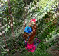 TreeTop Challenge - Sunshine Coast - Accommodation Batemans Bay