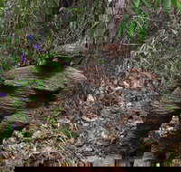 Understory Art In Nature - Accommodation Batemans Bay