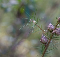Wallumatta Loop Trail - Accommodation Batemans Bay