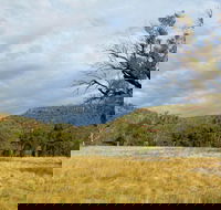 Weddin Mountains National Park - Accommodation Batemans Bay