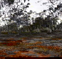 Woylie Walk Dryandra Woodland - Accommodation Batemans Bay
