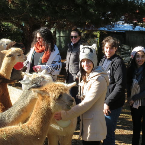 Alpaca Farm Experience At Crookwell - Accommodation Batemans Bay 2
