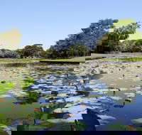 Anderson Park Botanic Gardens - Accommodation Batemans Bay
