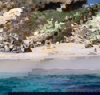 Australian Sea Lions - Accommodation Batemans Bay