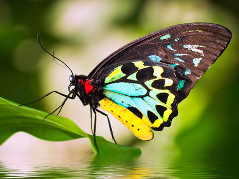 Australian Butterfly Sanctuary - Accommodation Batemans Bay 1