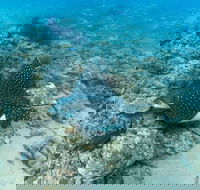 Child Island Dive Site - Accommodation Batemans Bay
